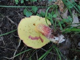 Baorangia bicolor image