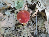 Baorangia bicolor image