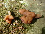 Gyromitra infula image