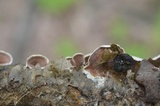 Gloeoporus dichrous image