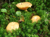 Lactarius thyinos image