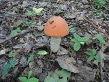 Leccinum insigne image