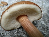 Austroboletus gracilis var. gracilis image