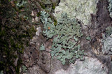 Bulbothrix confoederata image