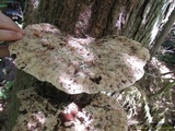 Inonotus dryadeus image