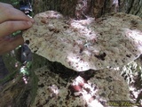 Inonotus dryadeus image
