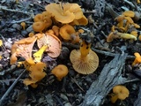 Cantharellus ignicolor image