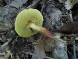 Boletus chrysenteron image