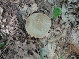 Boletus chrysenteron image