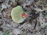 Boletus chrysenteron image