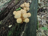 Pholiota squarrosoides image