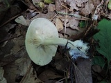 Clitocybe odora image