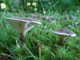 Ampulloclitocybe clavipes image