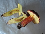 Baorangia bicolor image