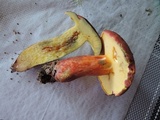Baorangia bicolor image