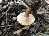 Lactarius imperceptus image