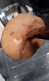 Bothia castanella image