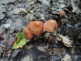 Marasmius lachnophyllus image
