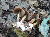 Marasmius lachnophyllus image