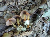 Marasmius lachnophyllus image