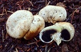 Agaricus inapertus image