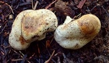 Agaricus inapertus image