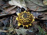 Image of Strobilomyces mirandus