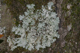 Bulbothrix laevigatula image
