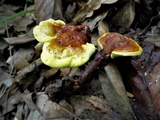 Ganoderma sichuanense image