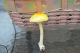 Amanita banningiana image