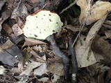 Ganoderma sichuanense image