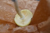 Amanita banningiana image