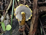 Strobilomyces mirandus image