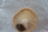 Lactarius croceus image