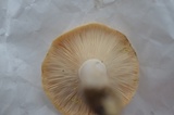 Lactarius croceus image