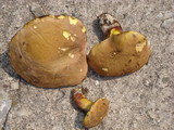 Lanmaoa pseudosensibilis image