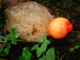 Calostoma cinnabarinum image