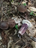 Tylopilus plumbeoviolaceus image