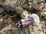 Tylopilus plumbeoviolaceus image
