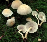 Hypholoma subviride image