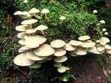 Hypholoma subviride image