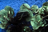 Hypholoma subviride image