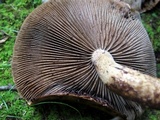 Hemistropharia albocrenulata image