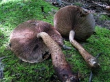 Hemistropharia albocrenulata image
