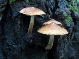 Hemistropharia albocrenulata image