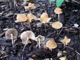Agrocybe arvalis image