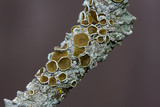 Myelochroa galbina image