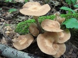 Armillaria gallica image