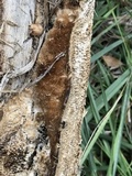 Coriolopsis gallica image