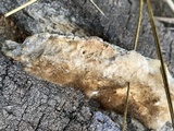 Coriolopsis gallica image